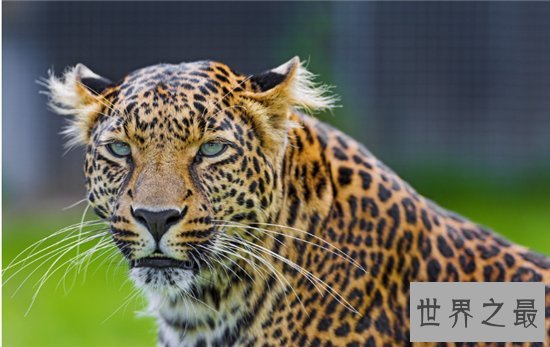 桑给巴尔豹成为稀有物种，仅生活在巴尔群岛的主岛上