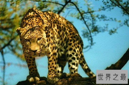 桑给巴尔豹成为稀有物种，仅生活在巴尔群岛的主岛上