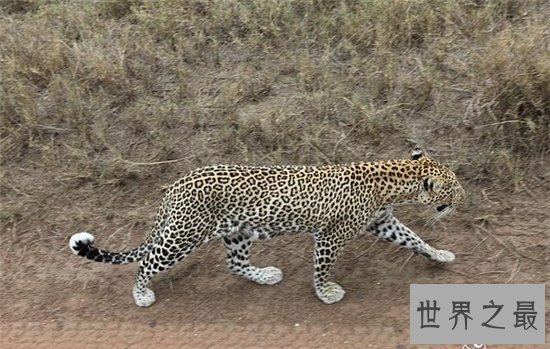 桑给巴尔豹成为稀有物种，仅生活在巴尔群岛的主岛上