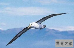世界上最大的飞鸟，竟然也是搏击海浪的勇者！