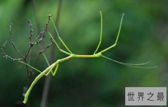 盘点世界上最奇怪的10种昆虫，看看有没有能吓到你的。