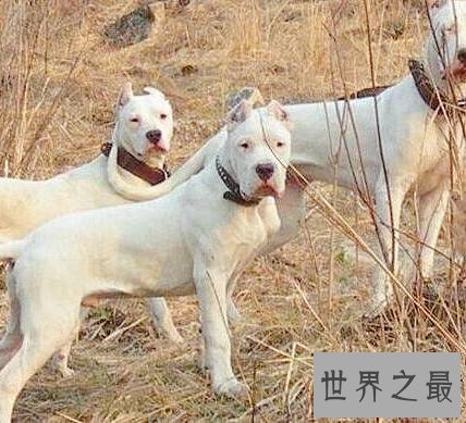 世界上最大的狗排名，直立起来一个个都是小巨人。