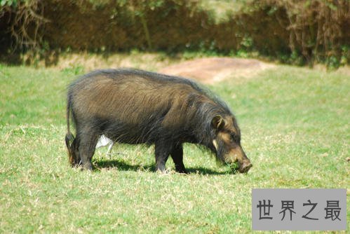 世界上最强悍的猪，脾气暴躁攻击性高！