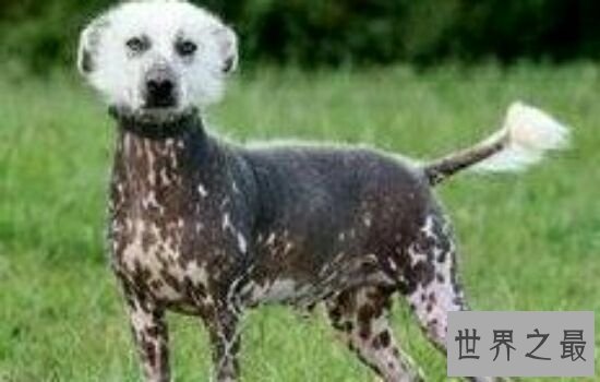 世界十大最出名的动物，每一种动物的魅力都不可阻挡。