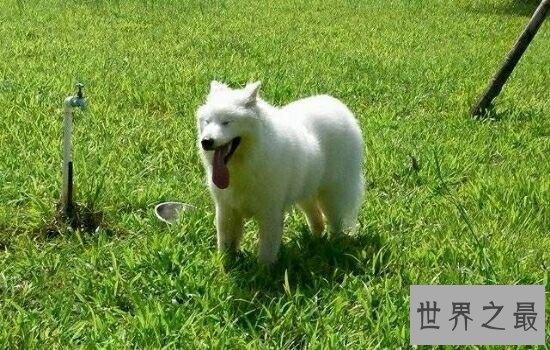 世界十大最出名的动物，每一种动物的魅力都不可阻挡。