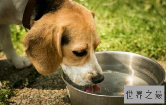 世界十大最出名的动物，每一种动物的魅力都不可阻挡。