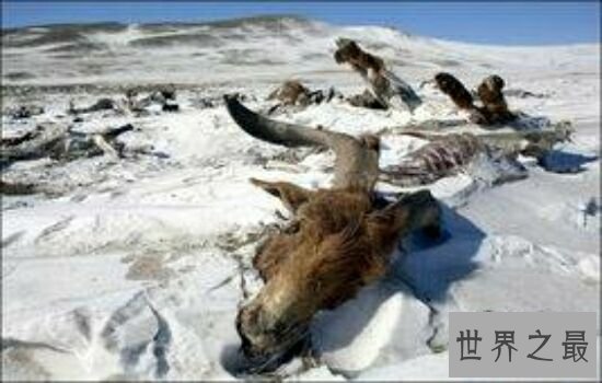 世界十大最出名的动物，每一种动物的魅力都不可阻挡。