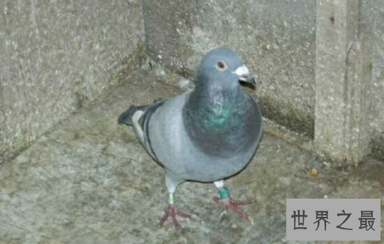 世界十大最出名的动物，每一种动物的魅力都不可阻挡。