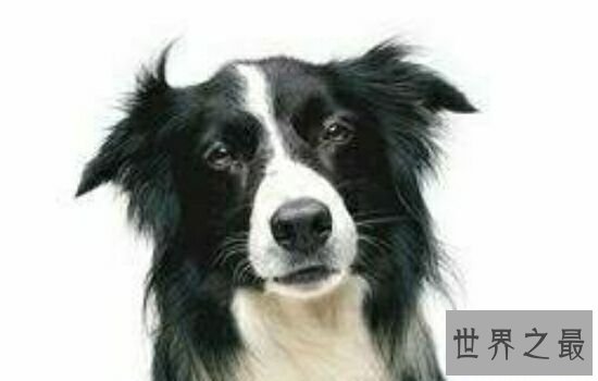 世界十大最出名的动物，每一种动物的魅力都不可阻挡。