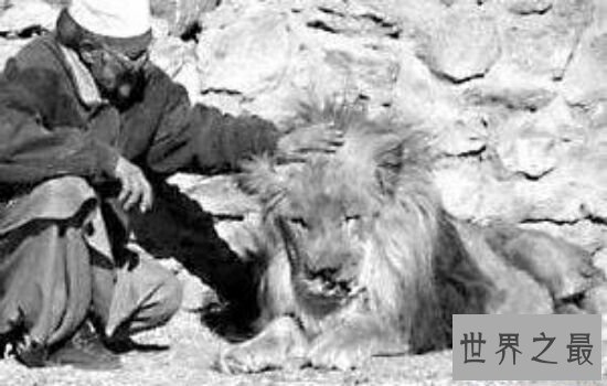 世界十大最出名的动物，每一种动物的魅力都不可阻挡。