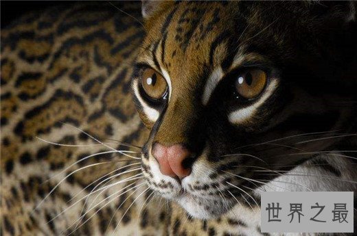 猫的智商排名，秀的起智商卖的了萌的主子