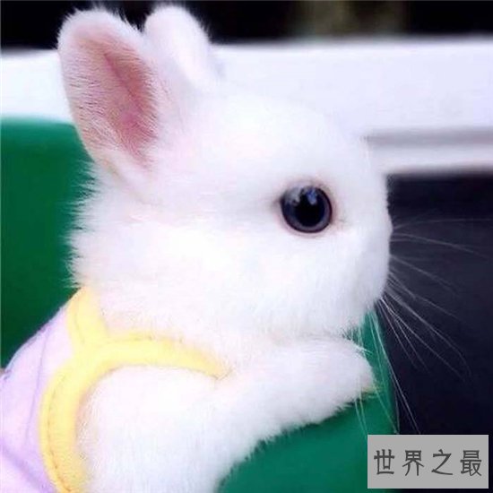 侏儒海棠兔个性活泼可爱，适合与小朋友生活饲养