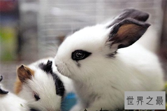 侏儒海棠兔个性活泼可爱，适合与小朋友生活饲养