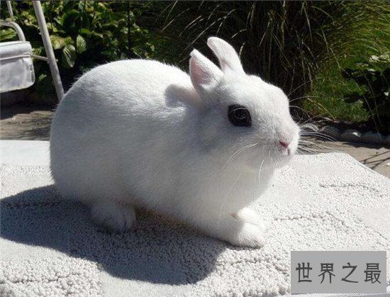 侏儒海棠兔个性活泼可爱，适合与小朋友生活饲养