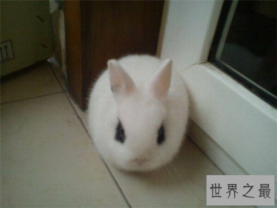 侏儒海棠兔个性活泼可爱，适合与小朋友生活饲养