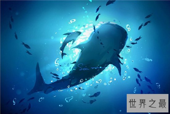 最大的鲸鱼蓝鲸,因人类的捕杀造成数量下降