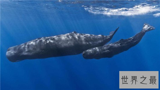 最大的鲸鱼蓝鲸,因人类的捕杀造成数量下降