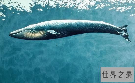 最大的鲸鱼蓝鲸,因人类的捕杀造成数量下降