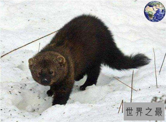 渔貂能追着豪猪跑,喜欢吃鱼却捕捉不到