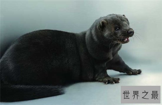 渔貂能追着豪猪跑,喜欢吃鱼却捕捉不到