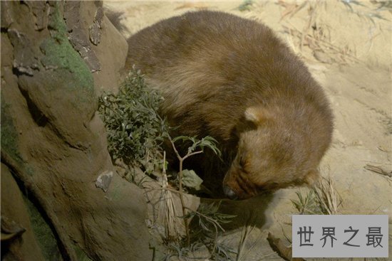 渔貂能追着豪猪跑,喜欢吃鱼却捕捉不到