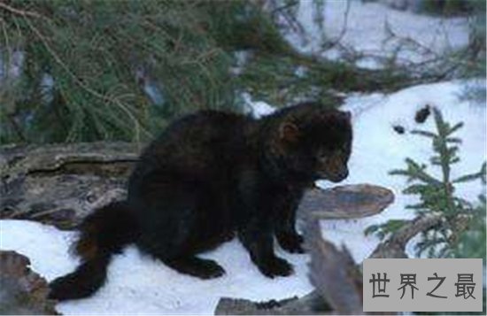 渔貂能追着豪猪跑,喜欢吃鱼却捕捉不到