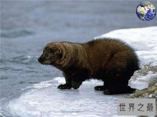 渔貂能追着豪猪跑,喜欢吃鱼却捕捉不到