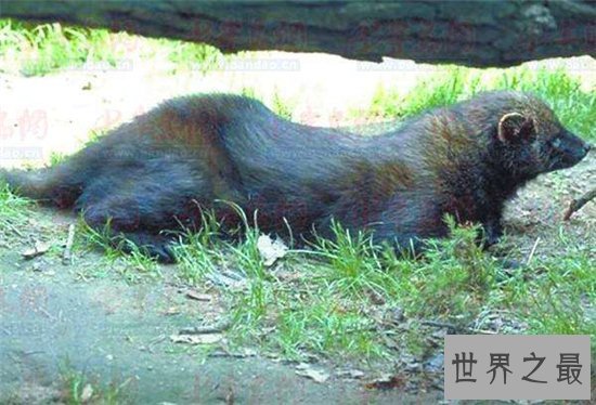 渔貂能追着豪猪跑,喜欢吃鱼却捕捉不到