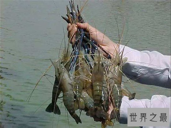 罗氏沼虾口感好价值高,含有不少微量元素