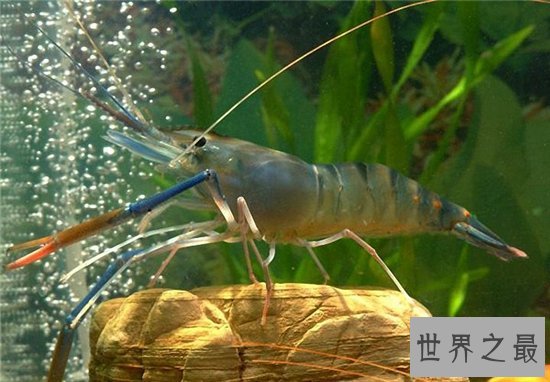 罗氏沼虾口感好价值高,含有不少微量元素