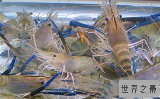 罗氏沼虾口感好价值高,含有不少微量元素
