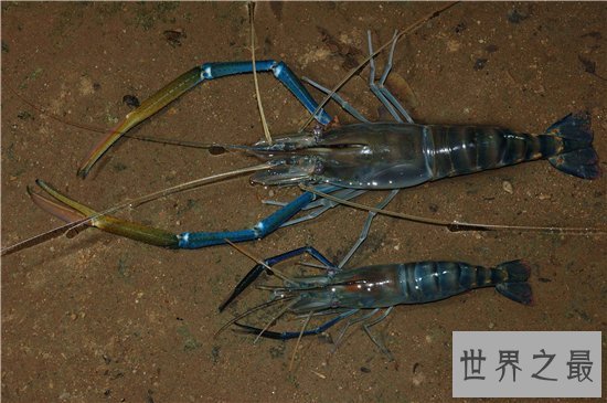 罗氏沼虾口感好价值高,含有不少微量元素