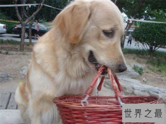 十种狗的行为解读,你家狗狗中了几条