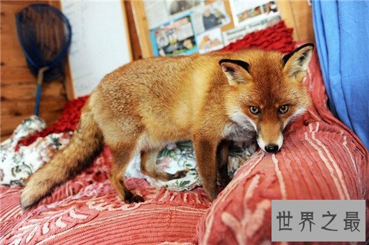 十种狗的行为解读,你家狗狗中了几条