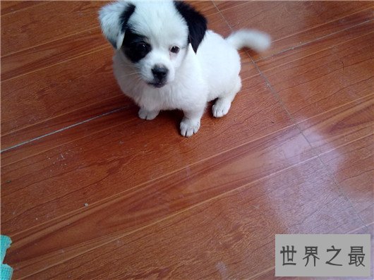 十种狗的行为解读,你家狗狗中了几条