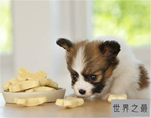 十种狗的行为解读,你家狗狗中了几条