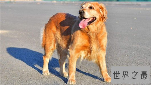 十种狗的行为解读,你家狗狗中了几条