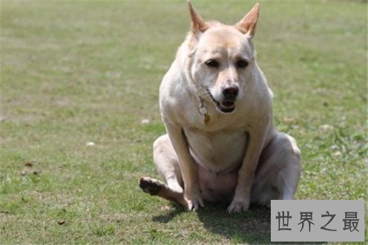 十种狗的行为解读,你家狗狗中了几条