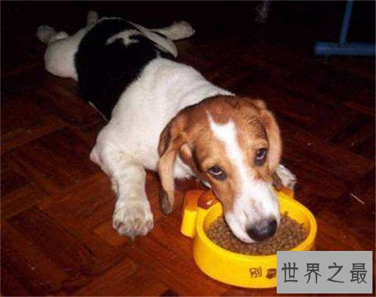 十种狗的行为解读,你家狗狗中了几条