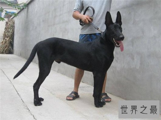 十种狗的行为解读,你家狗狗中了几条