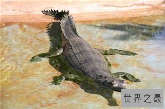 世界上最大的鳄鱼,咸水鳄体重两千斤曾杀死4000个日本人