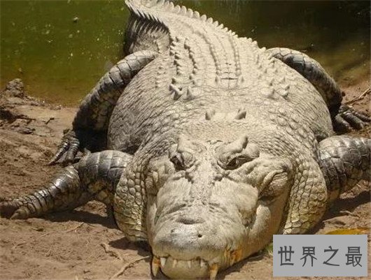 世界上最大的鳄鱼,咸水鳄体重两千斤曾杀死4000个日本人