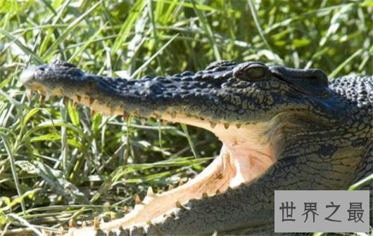 世界上最大的鳄鱼,咸水鳄体重两千斤曾杀死4000个日本人