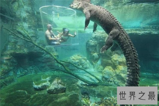 世界上最大的鳄鱼,咸水鳄体重两千斤曾杀死4000个日本人