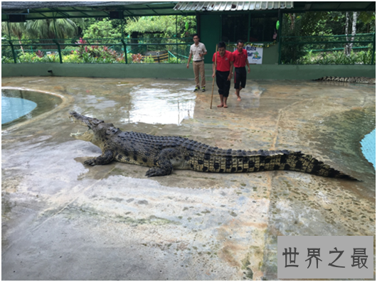 世界上最大的鳄鱼,咸水鳄体重两千斤曾杀死4000个日本人