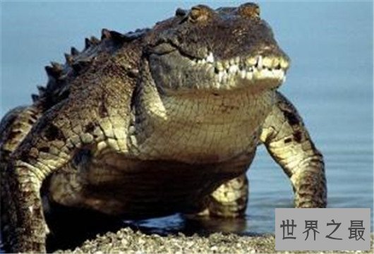 世界上最大的鳄鱼,咸水鳄体重两千斤曾杀死4000个日本人