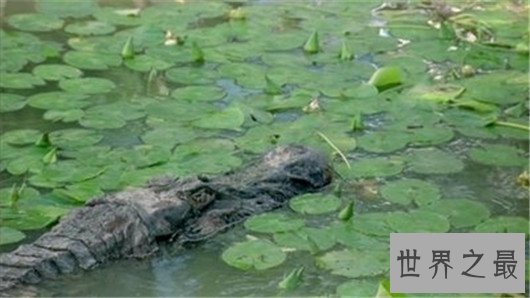 世界上最大的鳄鱼,咸水鳄体重两千斤曾杀死4000个日本人
