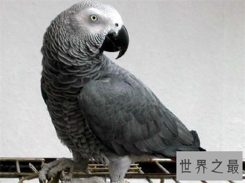 世界上最聪明的鹦鹉,双商具备不得不服!