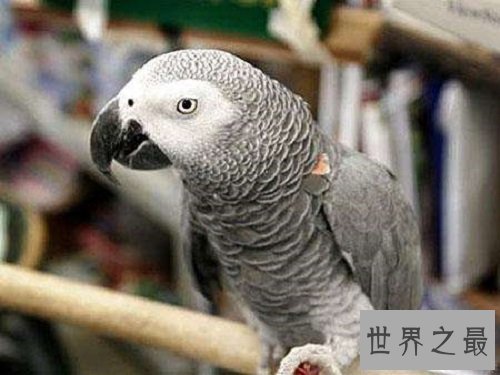 世界上最聪明的鹦鹉,双商具备不得不服!