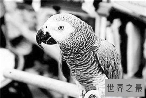 世界上最聪明的鹦鹉,双商具备不得不服!